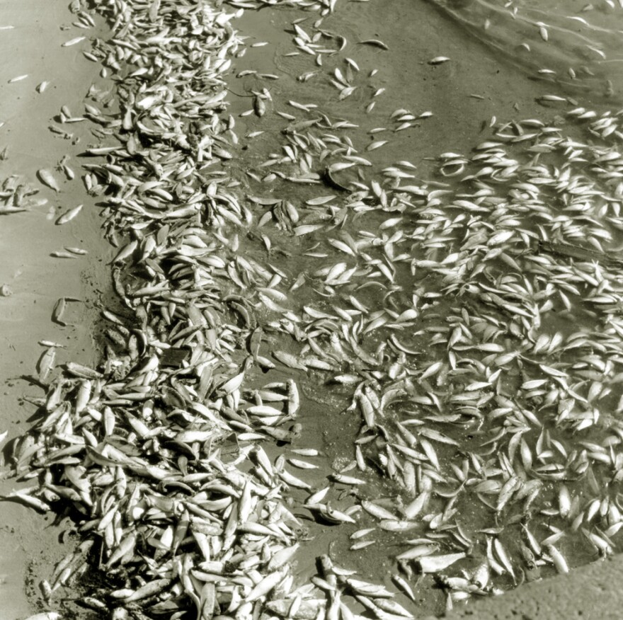 Alewife, native to the Atlantic Ocean, entered the Great Lakes via shipping canals. Populations of this invasive fish soared in the 1950s and 60s, leading to mass die-offs like in the photo above. Alewife were a death knell for kiyi in Lake Michigan and Lake Huron – occupying some of the same waters, gobbling up plankton and, occasionally, preying directly on young kiyi. (credit: Michigan Department of Natural Resources)