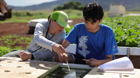 Students study commercial aquaponics at Nalo Farms as part of a Leeward Community College sustainable agriculture course in this undated photo from 2025.