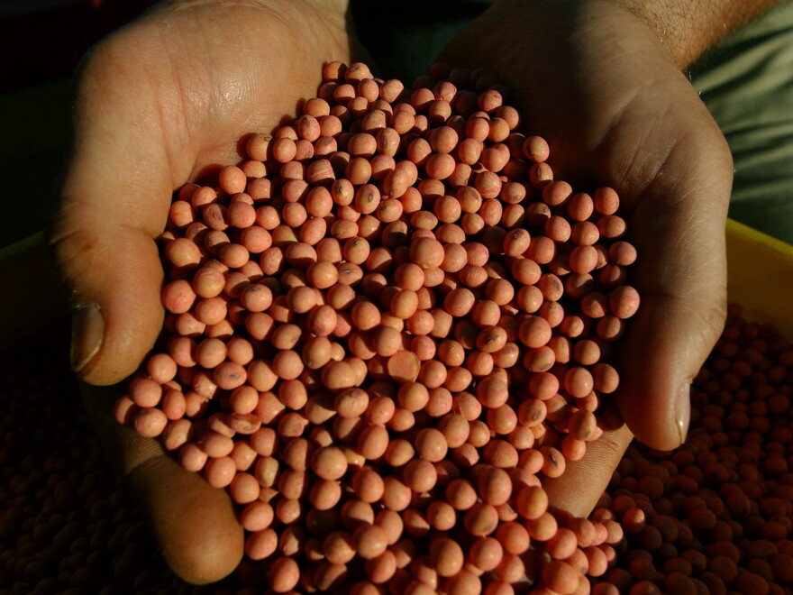 Genetically modified soybeans from a farm in southern Brazil.