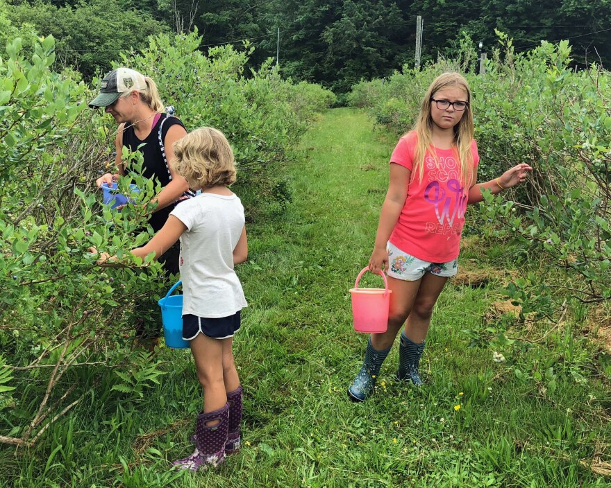 Hillary Bliss and her daughters Peyton, 8, and Ella, 10, of Morrisville, pick buckets full of berries at Pleasant Valley Blueberries, in Elmore.