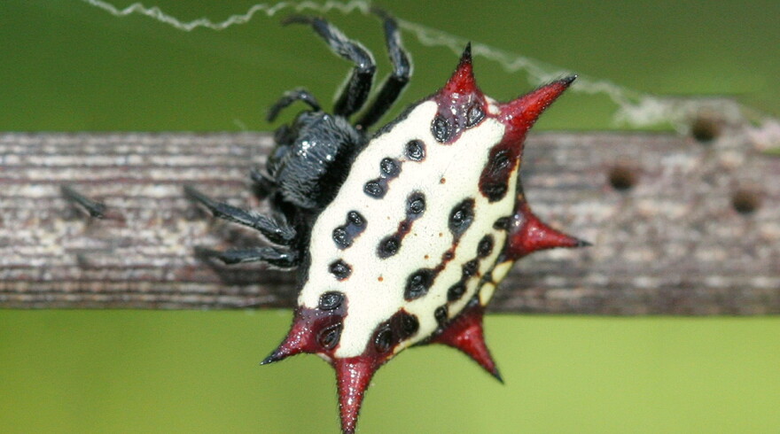 A spiny orb weaver