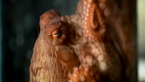 An octopus named Lizbeth is helping scientists study distributed intelligence in a lab in the San Juan Islands. of Washington State