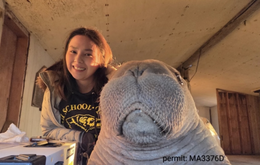 Violet Anniskett and Annautaq, an orphaned Pacific walrus calf she helped rescue near Point Lay, seen through the window of a shelter cabin.