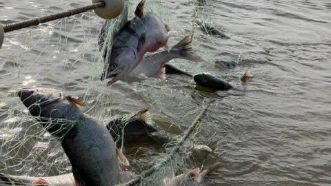 Kotzebue Sound chum in a commercial fishing net