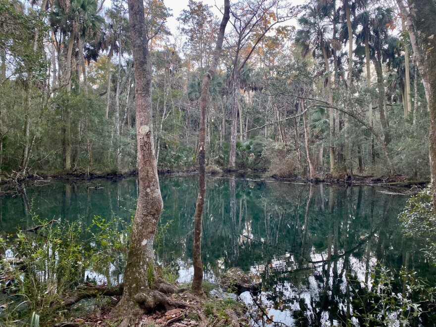 Image taken December 2022 of the St. Marks Section of the Florida Trail.