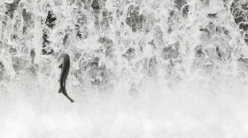 Fall-run Chinook salmon migrate and spawn in the Feather River near state infrastructure and the Feather River Fish Hatchery in Oroville, on Oct. 28, 2024.