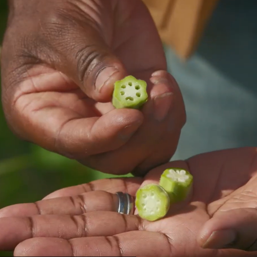 A sliced okra pod