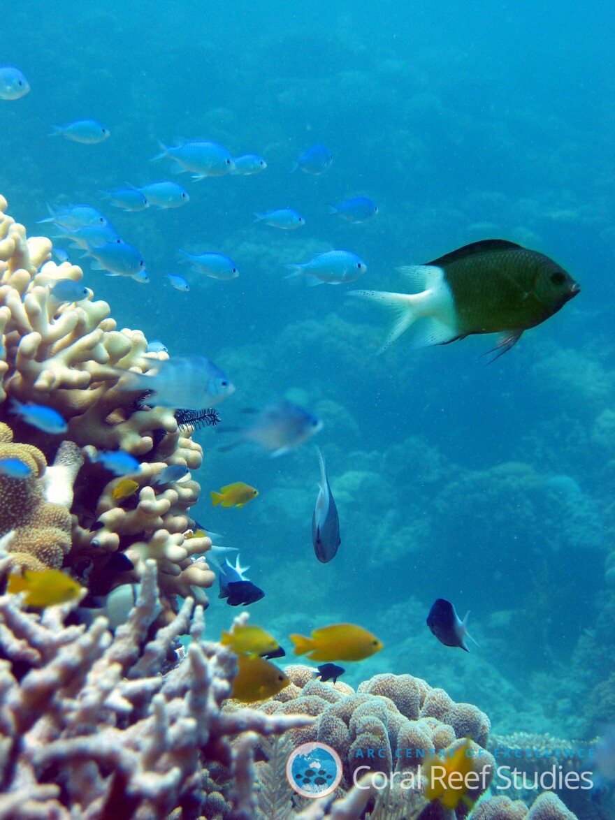 The spiny chromis damselfish, <em>Acanthochromis polyachantus</em>, in its natural environment.