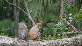 Rhesus macaques, primates brought from Asia in the 1930s to entice more tourists to an area now known as Silver Springs State Park, likely prey on eggs of the park’s birds, a new University of Florida Institute of Food and Agricultural Sciences study shows. The study shows that scientists need to learn more about their habits and impacts in the park so the Florida Park Service can make science-based decisions on how to manage these non-native monkeys, said Steve Johnson, a UF/IFAS associate professor of wildlife ecology and conservation. (File photo courtesy of UF/IFAS)