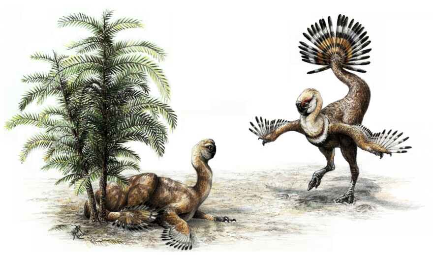 Oviraptorosaur shook it's tail feathers to impress the ladies.