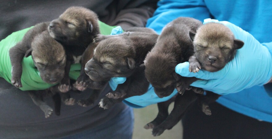 Six red wolf pups are held by gloved hands. Their fur is brown and their eyes are not open yet.