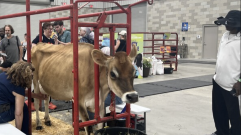 A cow milking demostration at the new Agriculture Center at the Ohio State Fair.