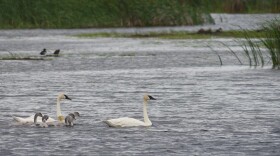 A pair of trumpeter swans with their cygnets swim across a pool at the Roseau River Wildlife Management Area in 2019.
