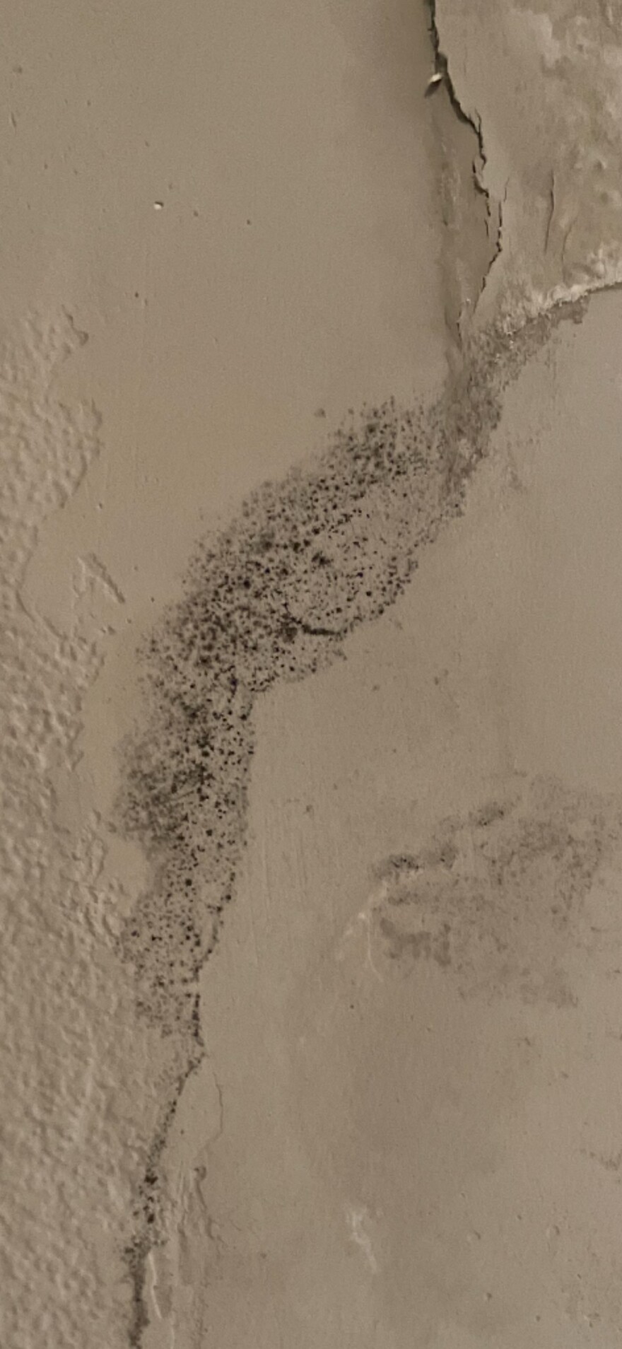 Growth on a wall at the Palos Street house when Sarah McKeown lived there