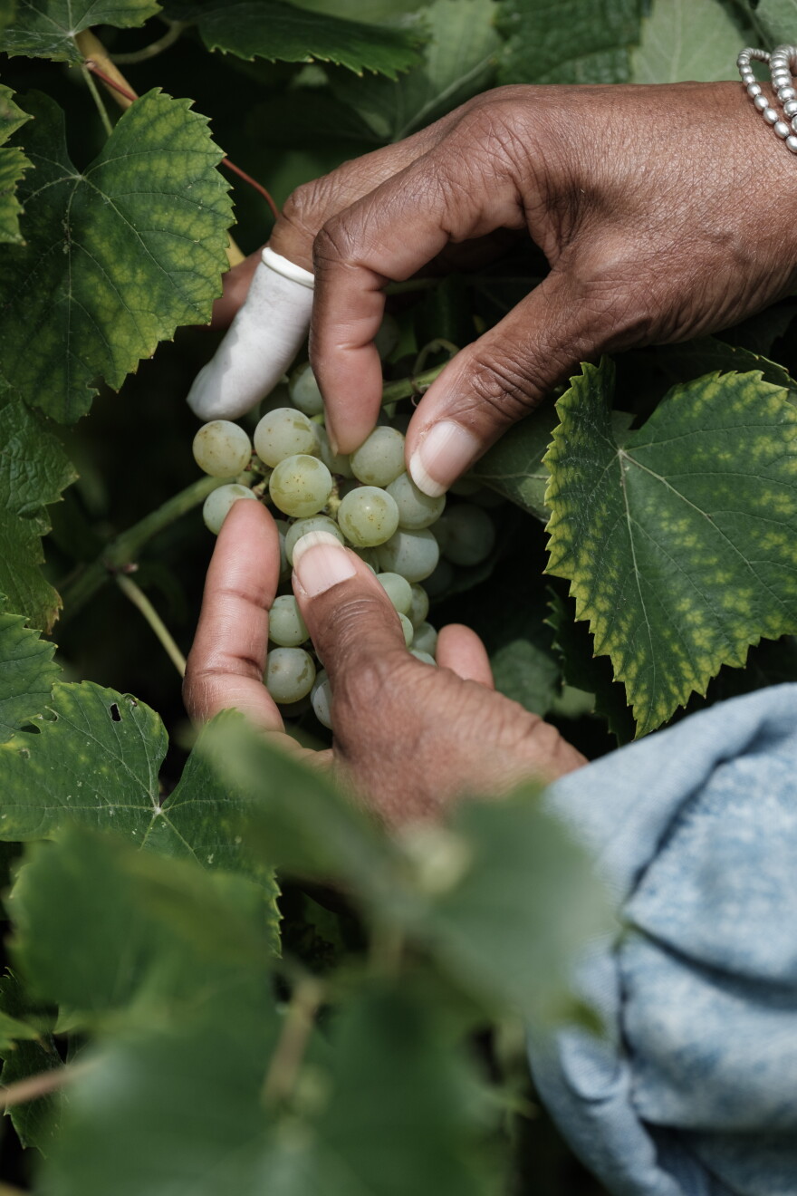 Brenda Frazier of the Château Hough Vineyards and Winery shows a bunch of grapes at the vineyard in Cleveland, Ohio on Wednesday, August 19, 2026.