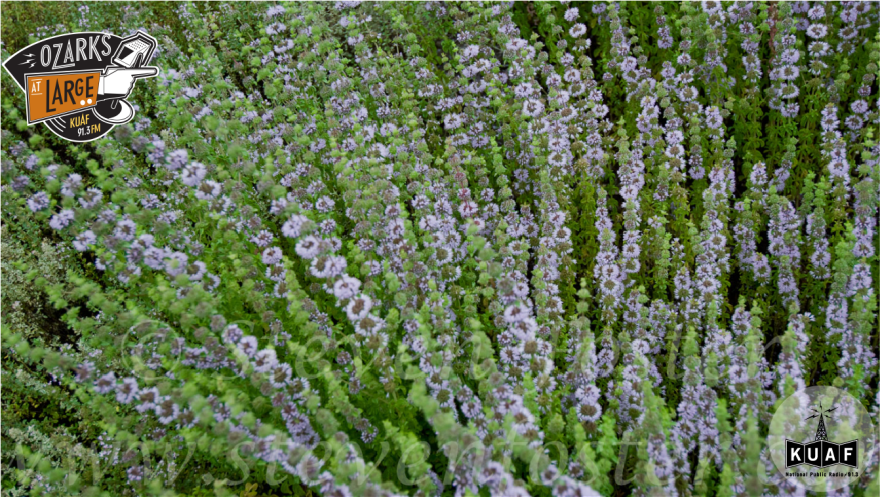 Lavender was a common herb consumed by women in the 19th century as an abortifacient.