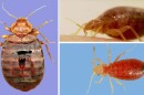 3 images showing magnification view of bedbugs
