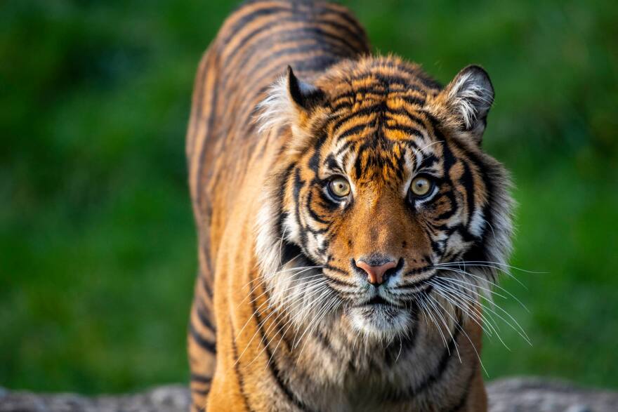 Kirana, the Sumatran tiger