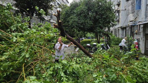 A man tries to clear the branches of a fallen tree in the aftermath of Typhoon Dolphin in Wenzhou in eastern China's Zhejiang province, Monday, Aug. 10, 2026.