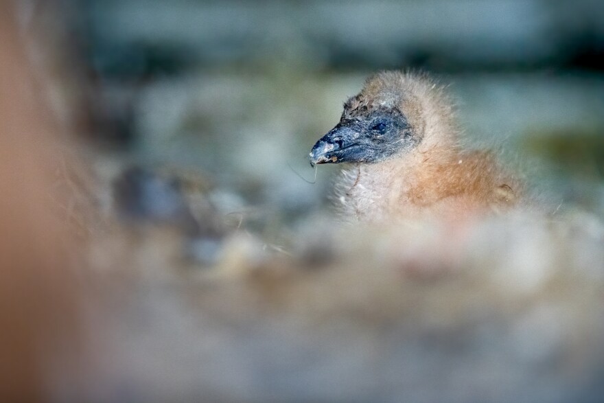 A baby bird with a black face and downy brown body has a small string in its mouth.jpg