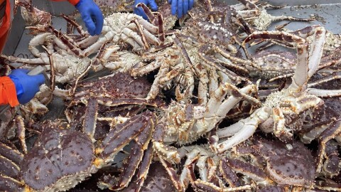 Bristol Bay red king crab.