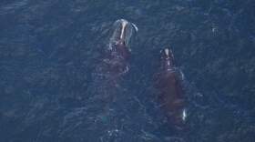Right whales “Caterpillar” (right) and Catalog #4617 (left) feed in the Great South Channel on Feb. 20.