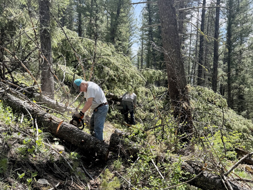 Two people are using chainsaws to cut fallen trees and debris in the forest. 