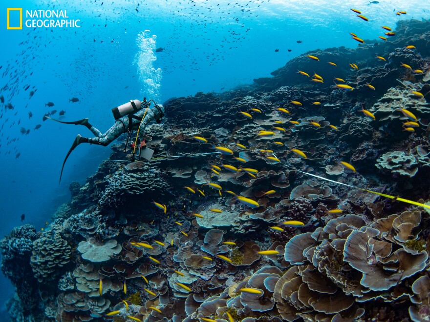 With measuring tape and notepad, marine ecologist Enric Ballesteros surveys the organisms living on a healthy reef in the islands. When author Enric Sala and his team first visited here in 2009, they found these reefs in a pristine state, with a profusion of species, many of them rare.