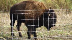 Bison at Kankakee Sands