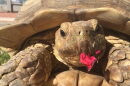 Gertie the tortoise