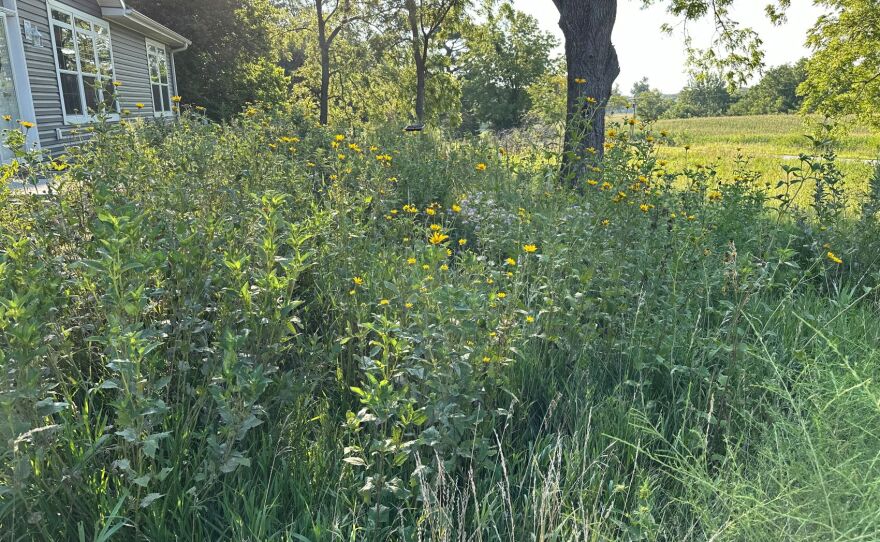 Smith's wildlife habitat in his yard. He's planted a variety of native grasses and plants that attract pollinators, snakes, squirrels and birds.