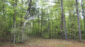 The New Hope Cemetery lies in the woods behind the Testerina Primitive Baptist Church in Tallahassee, Fla. on March 15, 2022. (Lawren Simmons/Fresh Take Florida)