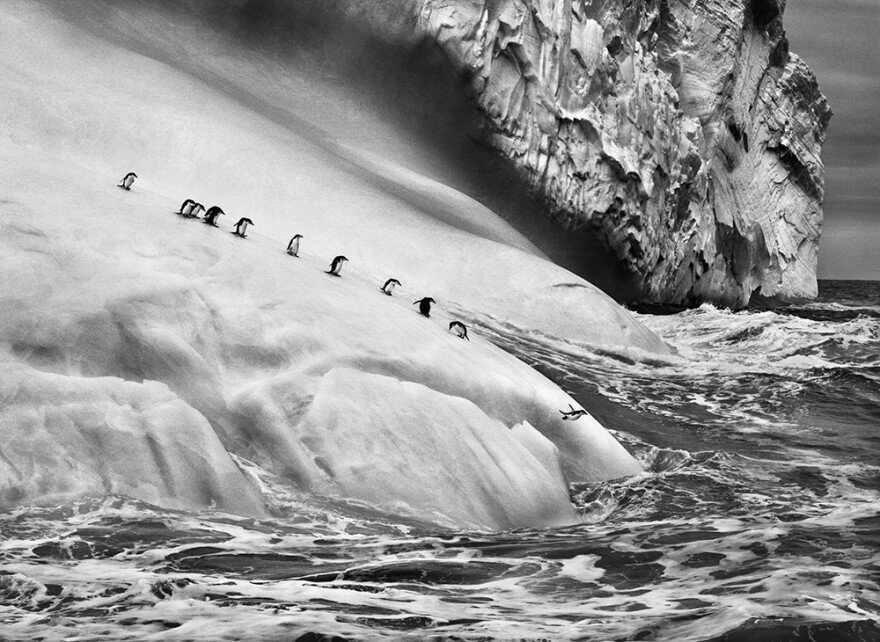 Chinstrap penguins on icebergs located between Zavodovski and Visokoi islands in the South Sandwich Islands. 2009.