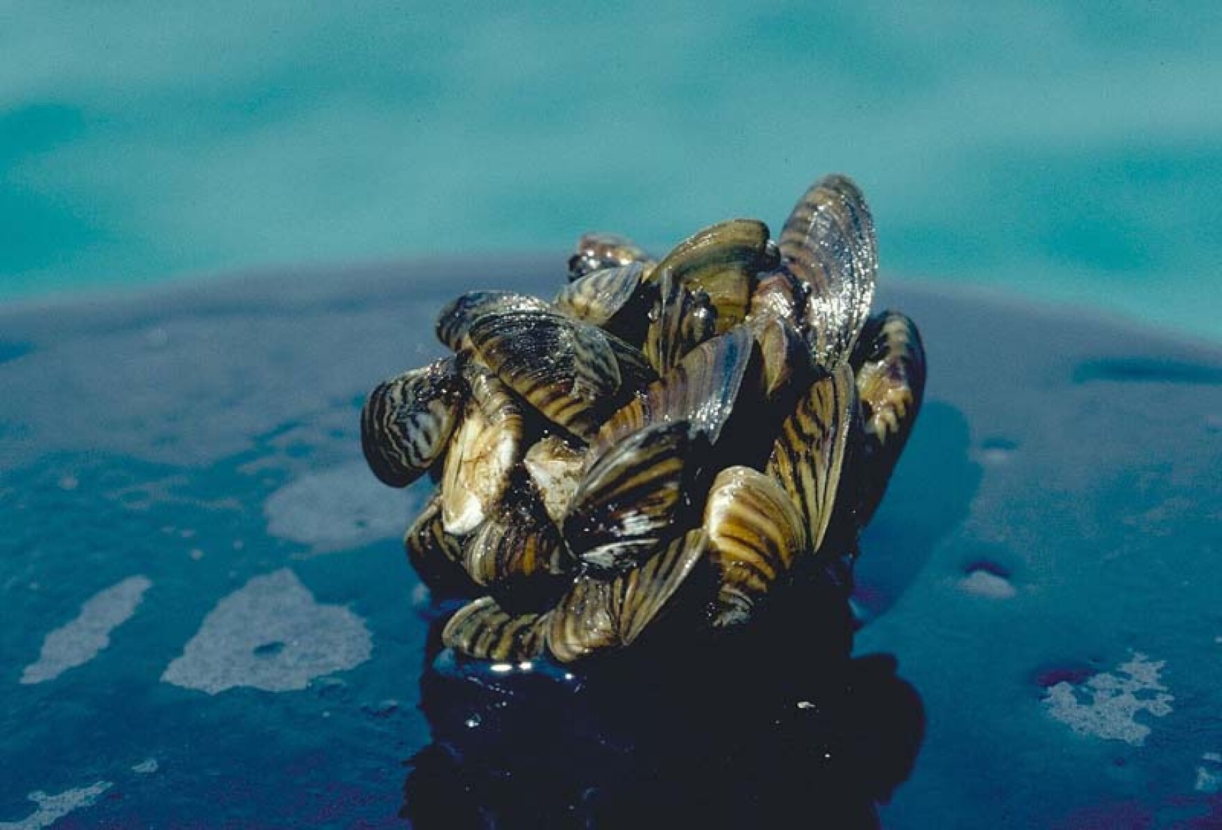 Zebra Mussels Have Been Found In Austin Water Intake Pipes | KUT Radio