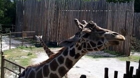 New Giraffes are now on Display