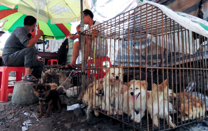 Dogs are sold at a market a day before the annual dog meat festival on June 21, 2015 in Yulin, China.