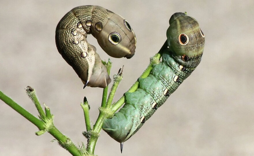 Tersa Sphinx moth larvae.