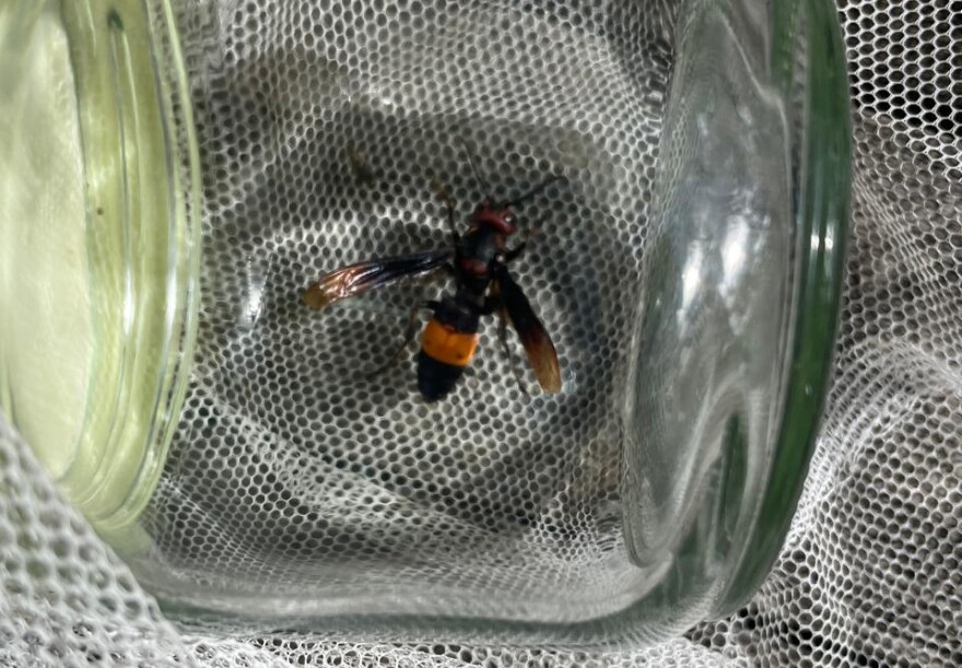 This greater banded hornet was captured in Santa Rita-Sumai in 2024.
