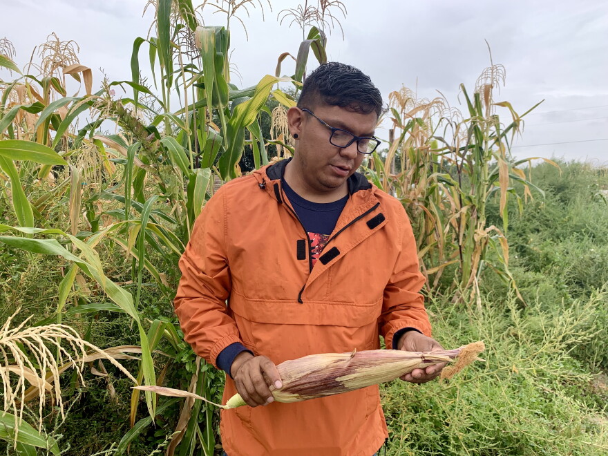  Graham Biyáál harvests blue corn on his four acre farm on a rainy day in Shiprock, NM.