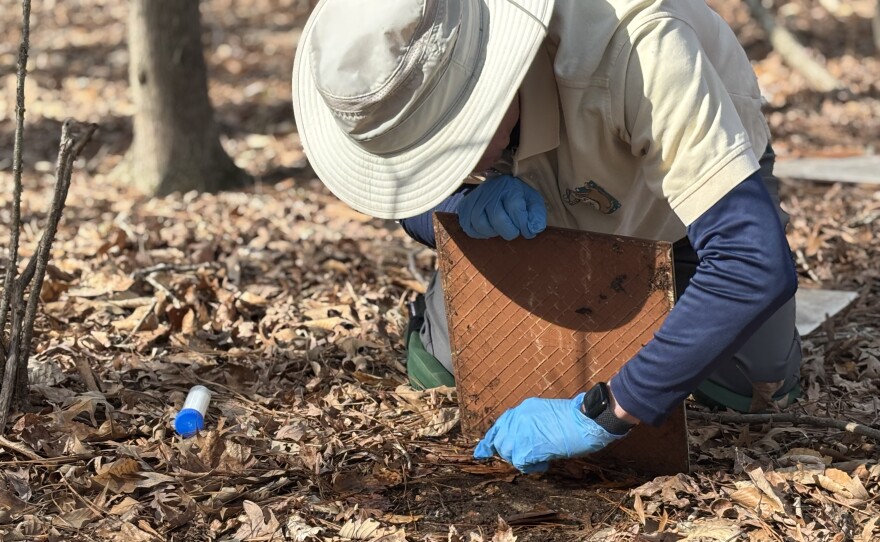 Volunteer Larry Lewis looks for salamanders during a survey at the Virginia Living Museum on March 30, 2026.