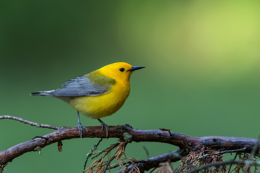 FILE - A prothonotary warbler.