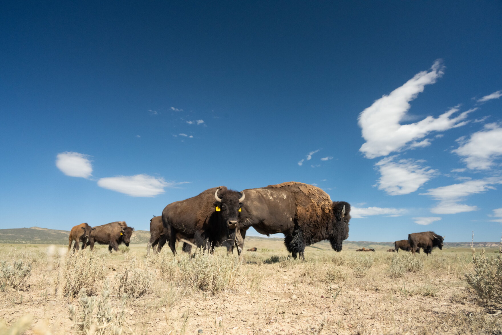 Colorado Parks and Wildlife launches potential hunting opportunity for ...