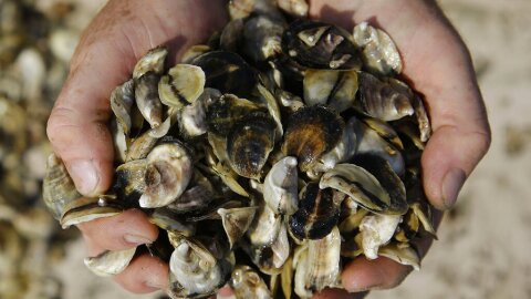 Two full hands holding multiple raw oyster seeds to be put back in the water. 