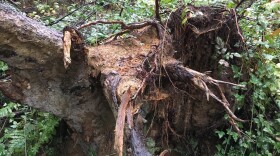 Root rot can come from overwatering and impacts both indoor and outdoor plants.