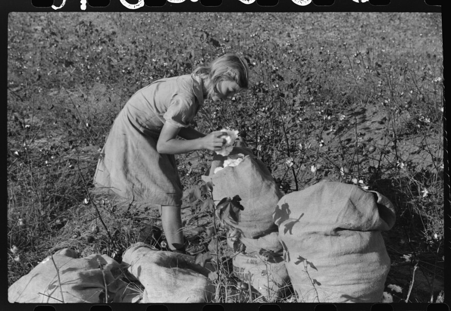 J.A. Johnson's oldest daughter picking cotton, Statesville, North Carolina. Johnson is a sharecropper who works about ten acres. He receives half the cotton, must pay for half the fertilizer. Landlord furnishes stock and tools. Oct. 1939.