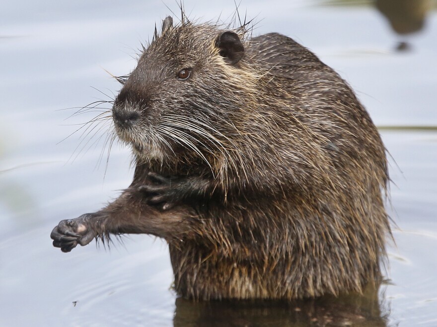 Nutria were believed to have been eradicated in California, but the swamp rodent is back. Wildlife officials want the public's feedback before devising a new plan to get rid of them.