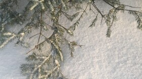 Powdery snow and the branches of a spruce tree on a sunny day in winter.