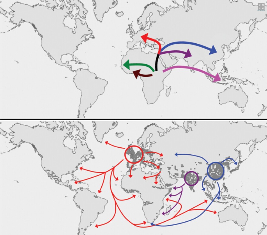 How tuberculosis conquered the world: TB bacteria accompanied people out of Africa about 50,000 years ago (top). These strains then spread around the world as people colonized Asia and the Americas (bottom).