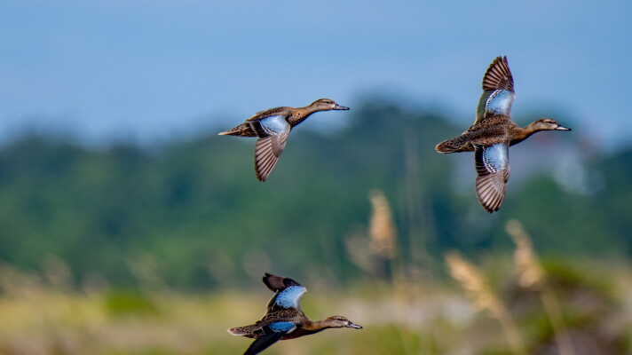 Blue-winged teal are among the several species of birds found in Michigan and are often hunted in state watersheds.