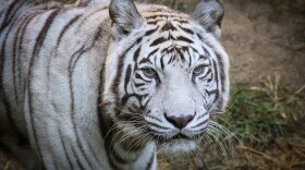 "Popsy," the oldest white tiger in an accredited North American zoo, lived to be 22 years old at her home within the Cincinnati Zoo & Botanical Garden.